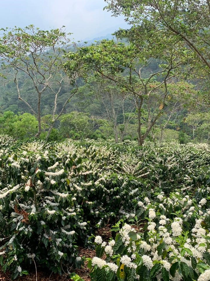 Kaffebuske - Honduras